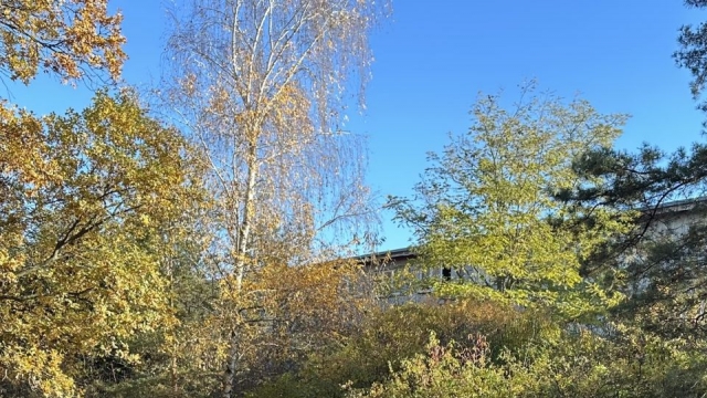 Zachraňujem Borovicový háj